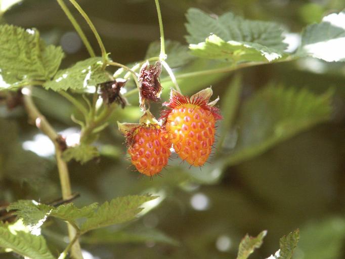 Salmonberry