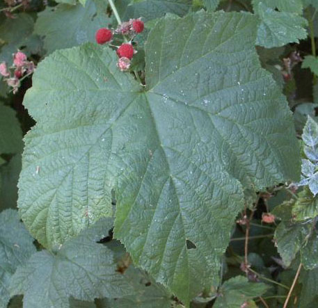 Thimble berry